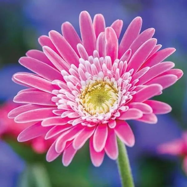 Glorious_Pink_Gerbera_Flower_Plant_Live_Plant_For_Home_Garden