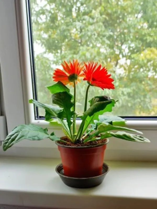 Glorious_Orange_Gerbera_Flower_Plant_Live_Plant_For_Home_Garden