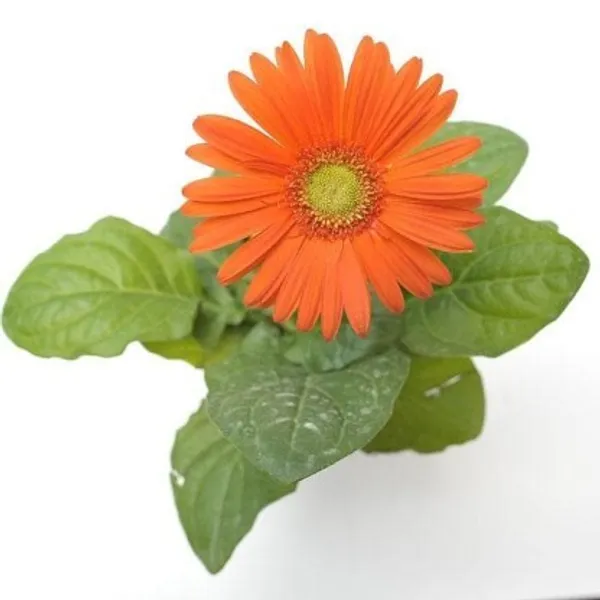 Glorious_Orange_Gerbera_Flower_Plant_Live_Plant_For_Home_Garden