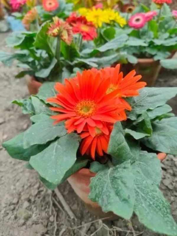 Glorious_Orange_Gerbera_Flower_Plant_Live_Plant_For_Home_Garden