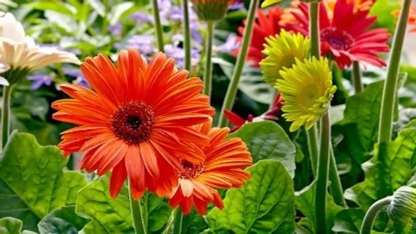 Glorious_Orange_Gerbera_Flower_Plant_Live_Plant_For_Home_Garden