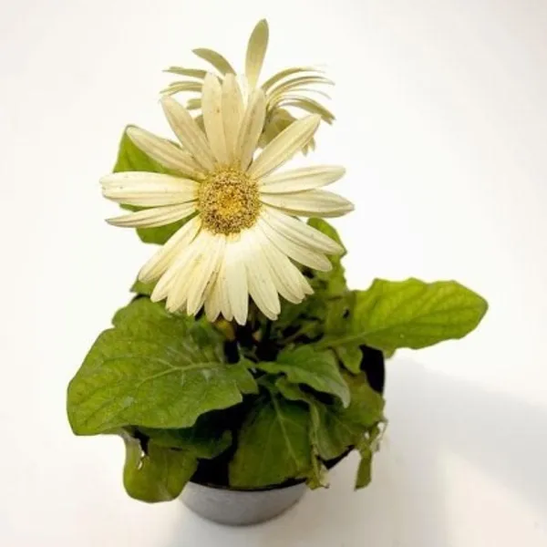 Glorious_White_Gerbera_Flower_Plant_For_Home_Garden
