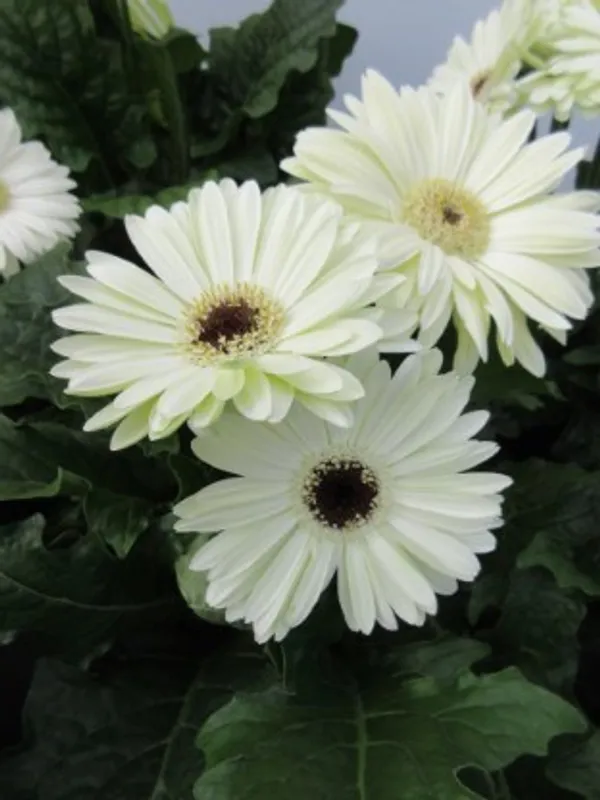 Glorious_White_Gerbera_Flower_Plant_For_Home_Garden
