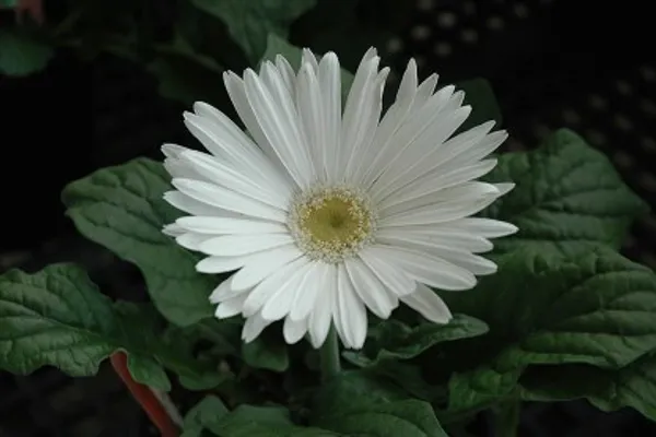 Glorious_White_Gerbera_Flower_Plant_For_Home_Garden