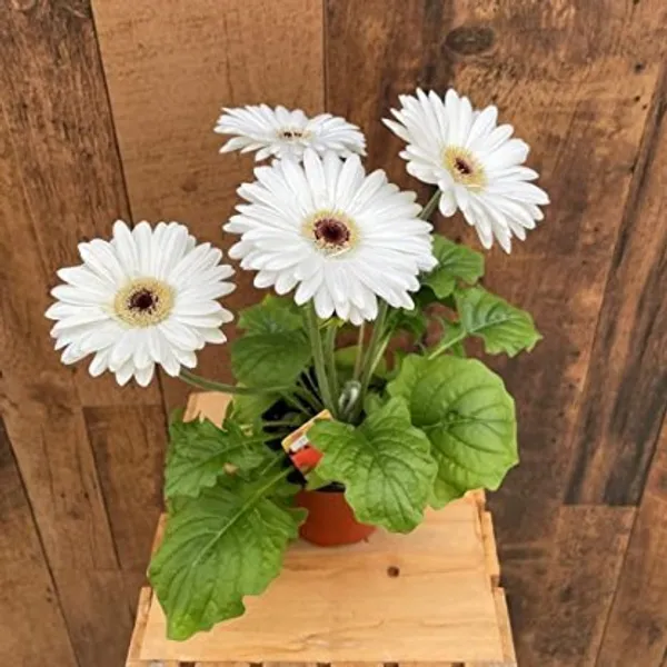 Glorious_White_Gerbera_Flower_Plant_For_Home_Garden