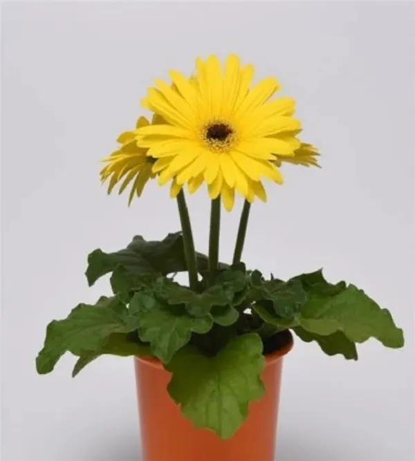Glorious_Yellow_Gerbera_Flower_Plant_Live_Plant_For_Home_Garden