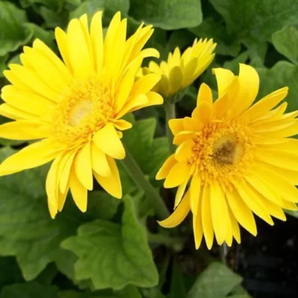 Glorious_Yellow_Gerbera_Flower_Plant_Live_Plant_For_Home_Garden