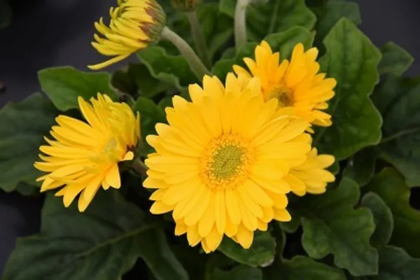 Glorious_Yellow_Gerbera_Flower_Plant_Live_Plant_For_Home_Garden