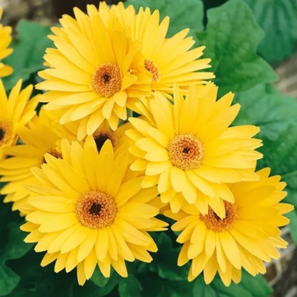 Glorious_Yellow_Gerbera_Flower_Plant_Live_Plant_For_Home_Garden
