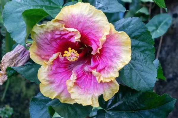 Hibiscus_Flower_Plant(Pink_And_Yellow)_Plant_For_Home_Garden