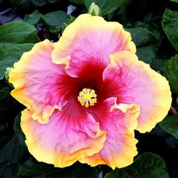 Hibiscus_Flower_Plant(Pink_And_Yellow)_Plant_For_Home_Garden