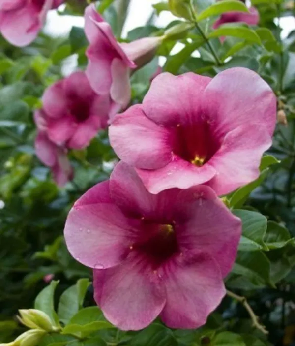 Hybrid_Allamanda_Flower_Plant(Light_Purple)_Live_Plant_For_Home_Garden