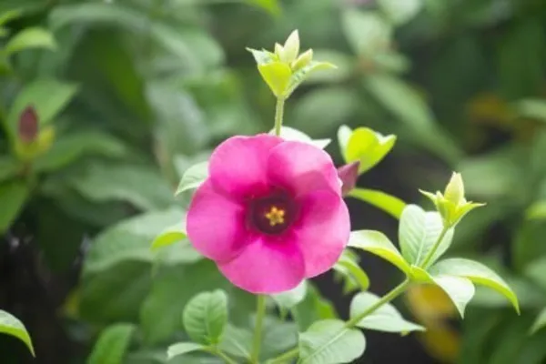 Hybrid_Allamanda_Flower_Plant(Light_Purple)_Live_Plant_For_Home_Garden