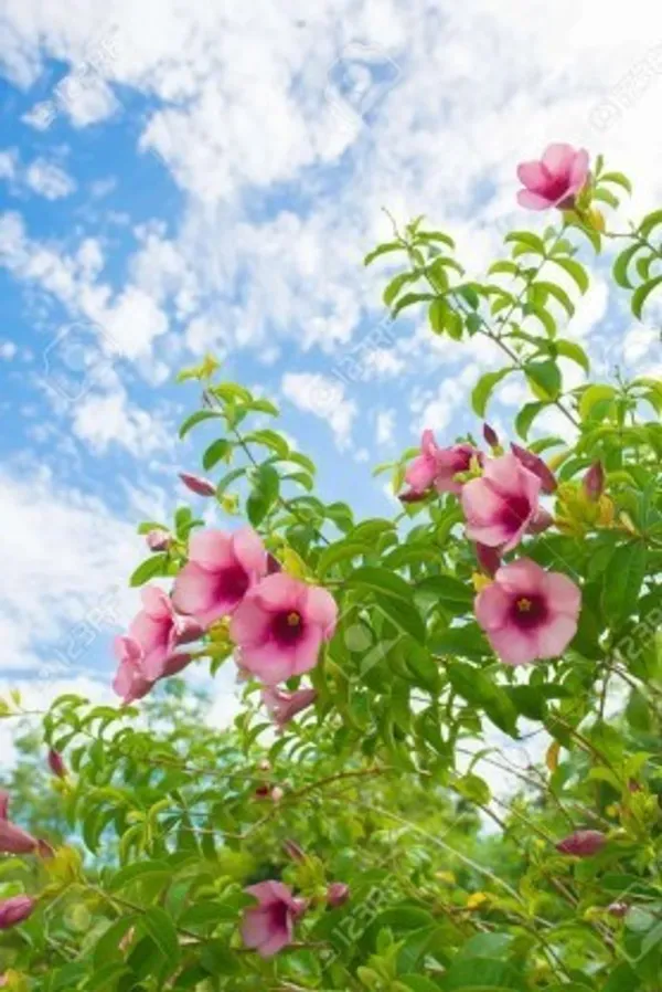 Hybrid_Allamanda_Flower_Plant(Light_Purple)_Live_Plant_For_Home_Garden