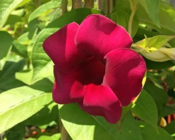 Hybrid_Allamanda_Flower_Plant(Dark_Purple)_Live_Plant_For_Home_Garden