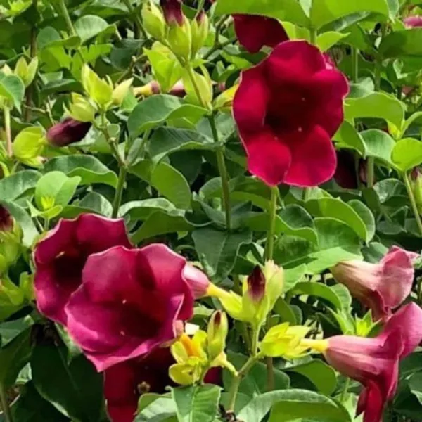 Hybrid_Allamanda_Flower_Plant(Dark_Purple)_Live_Plant_For_Home_Garden