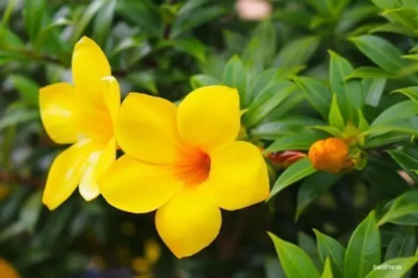 Hybrid_Allamanda_Flower_Plant(Yellow)_Live_Plant_For_Home_Garden
