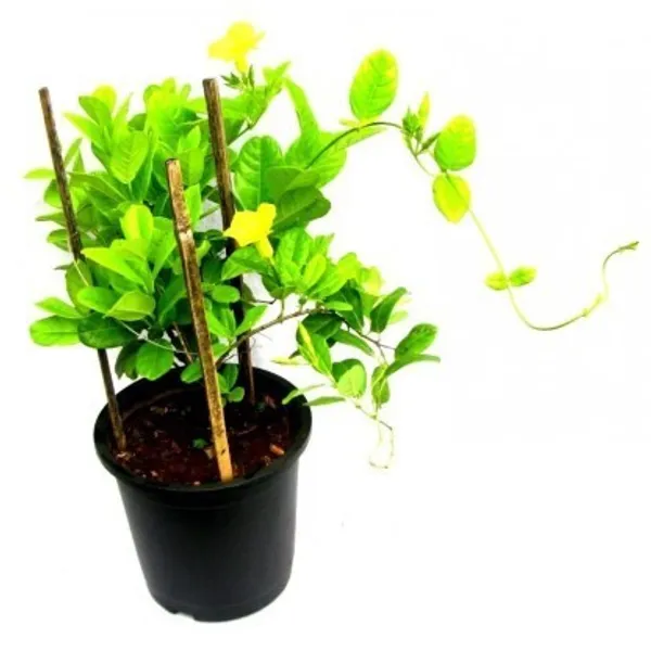 Hybrid_Allamanda_Flower_Plant(Yellow)_Live_Plant_For_Home_Garden
