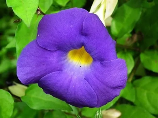 Hybrid_Allamanda_Flower_Plant_(Blue)_For_Home_Garden