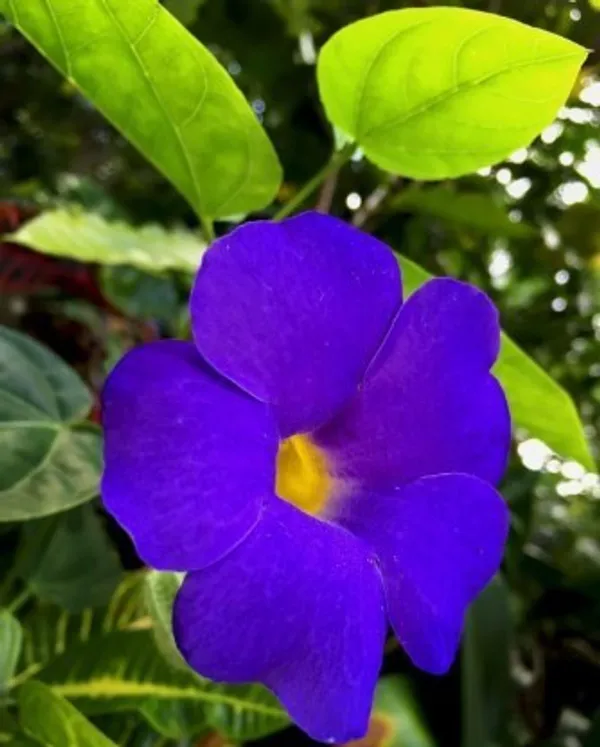 Hybrid_Allamanda_Flower_Plant_(Blue)_For_Home_Garden