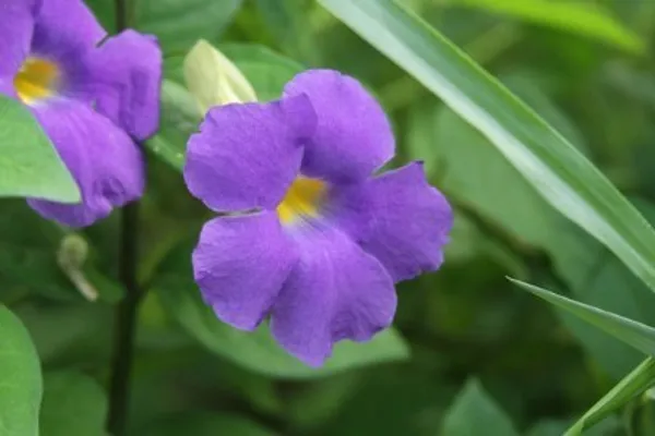 Hybrid_Allamanda_Flower_Plant_(Blue)_For_Home_Garden