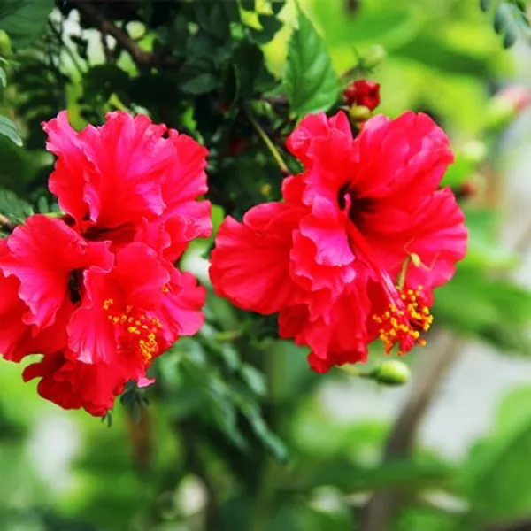 Double_Patel_Hibiscus_Plant(Red_Thoka)_Live_Plant_For_Home_Garden
