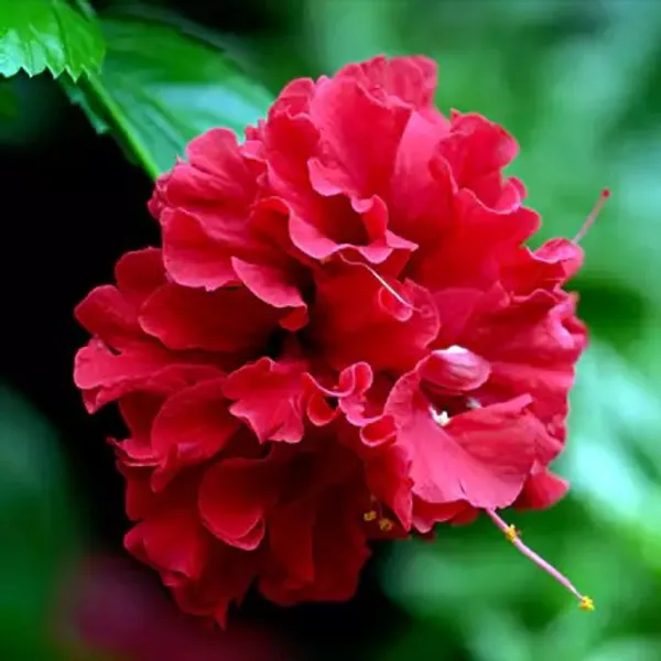 Double_Patel_Hibiscus_Plant(Red_Thoka)_Live_Plant_For_Home_Garden