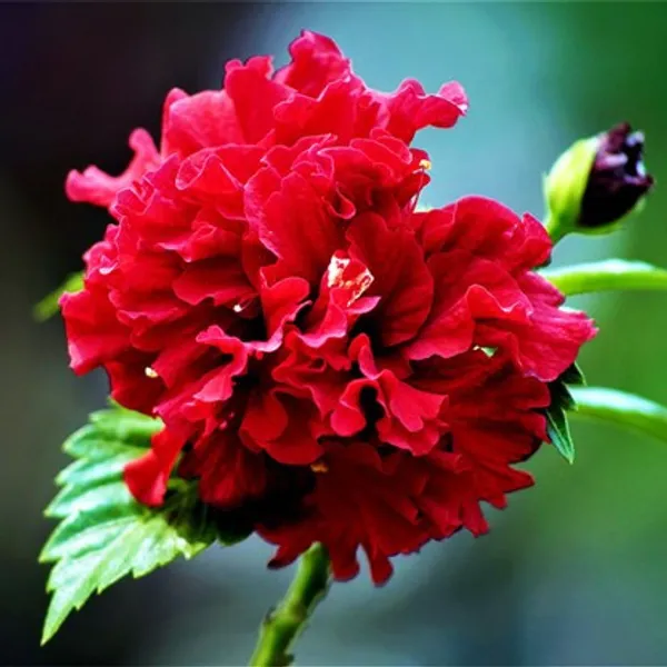 Double_Patel_Hibiscus_Plant(Red_Thoka)_Live_Plant_For_Home_Garden