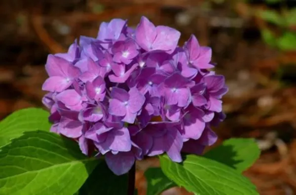 Hybrid_Hydrengea_Flower_Plant_(Purple)_For_Home_Garden