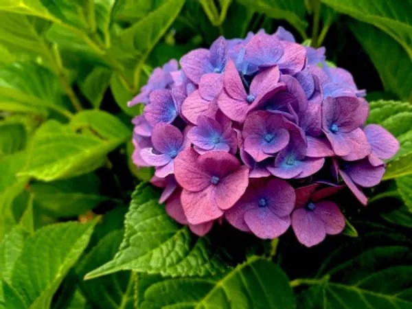 Hybrid_Hydrengea_Flower_Plant_(Purple)_For_Home_Garden