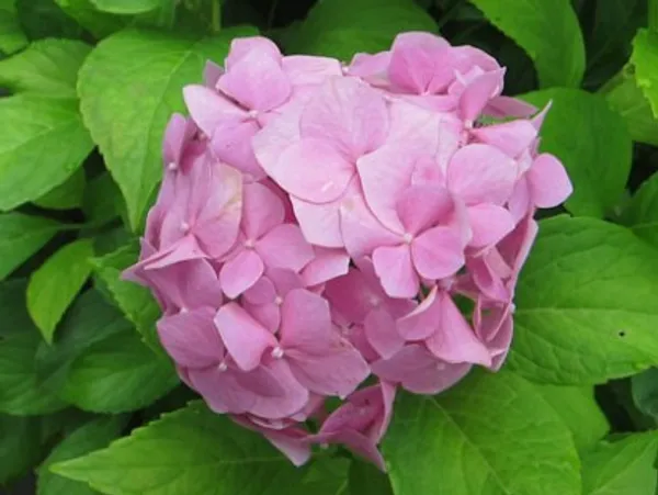 Hybrid_Hydrengea_Flower_Plant_(Purple)_For_Home_Garden