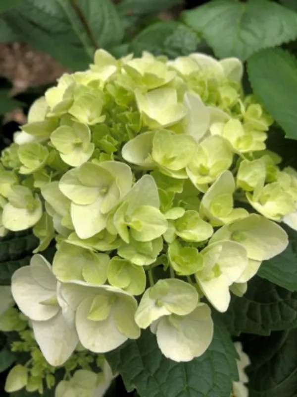 Hybrid_Hydrengea_Flower_Plant(Green)_Live_Plant_For_Home_Garden