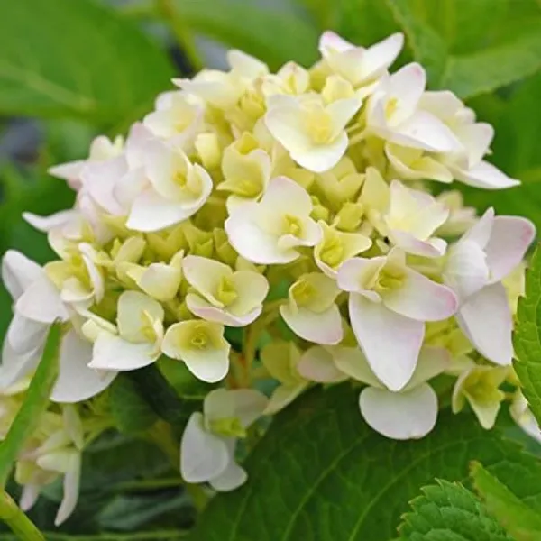 Hybrid_Hydrengea_Flower_Plant(Green)_Live_Plant_For_Home_Garden