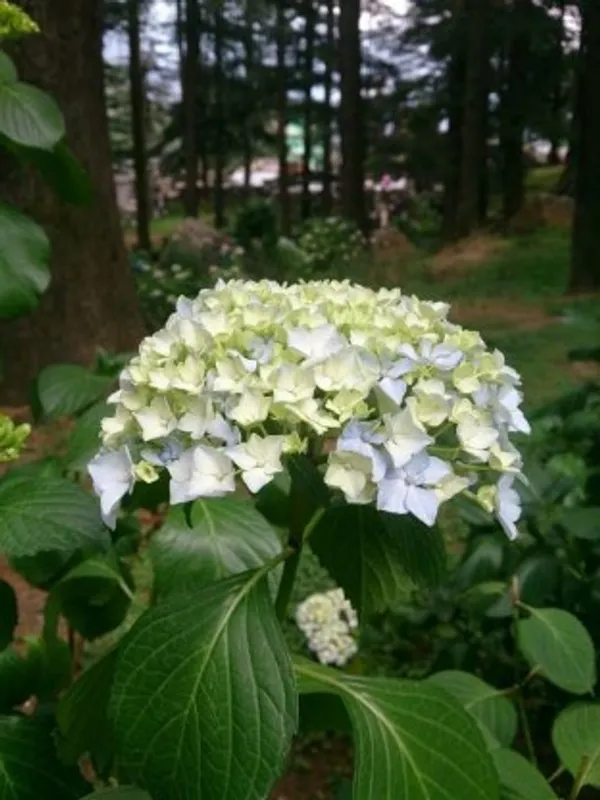 Hybrid_Hydrengea_Flower_Plant(Green)_Live_Plant_For_Home_Garden
