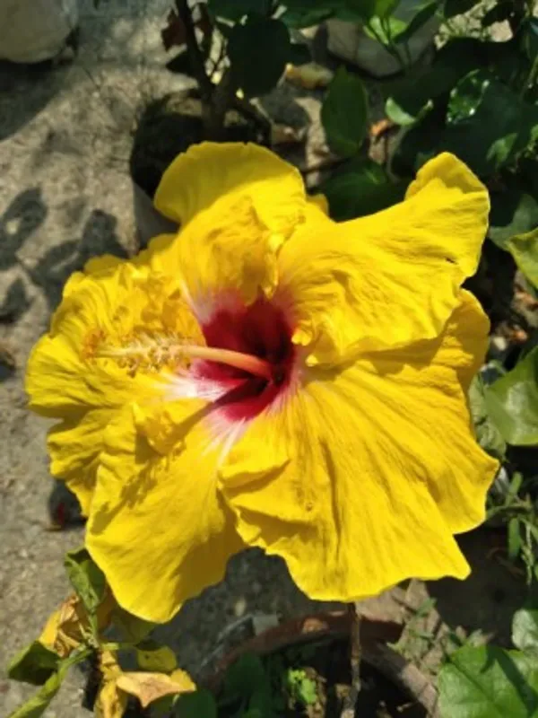 Hybrid_Puna_Hibiscus_Flower_Plant(Yellow)_Live_Plant_For_Home_Garden