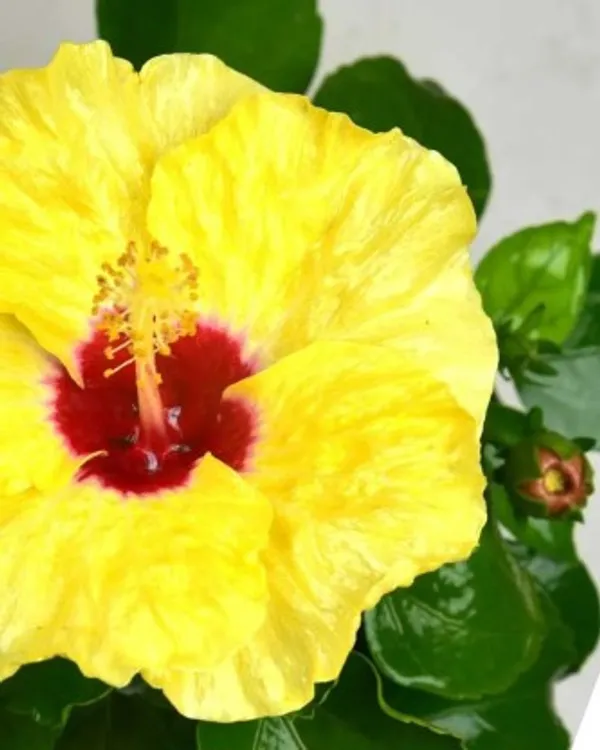Hybrid_Puna_Hibiscus_Flower_Plant(Yellow)_Live_Plant_For_Home_Garden