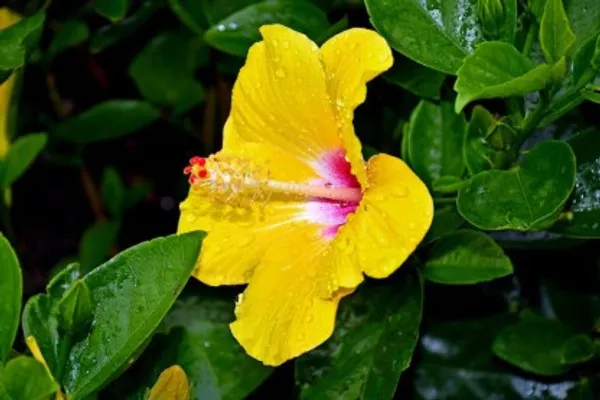 Hybrid_Puna_Hibiscus_Flower_Plant(Yellow)_Live_Plant_For_Home_Garden