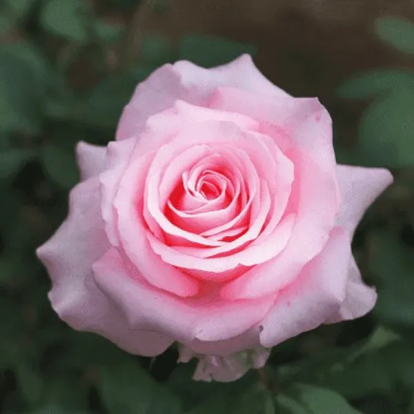 Hybrid_Rose_Plant(Pink)_Live_Plant_For_Home_Garden