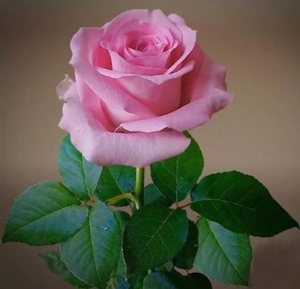 Hybrid_Rose_Plant(Pink)_Live_Plant_For_Home_Garden