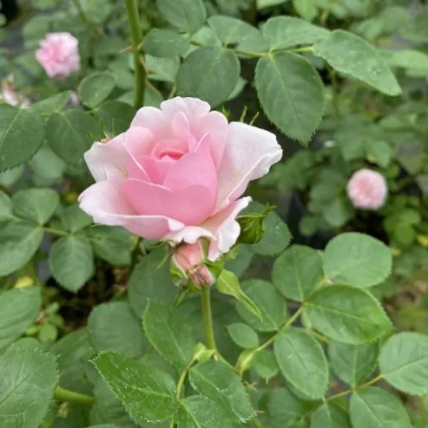 Hybrid_Rose_Plant(Pink)_Live_Plant_For_Home_Garden