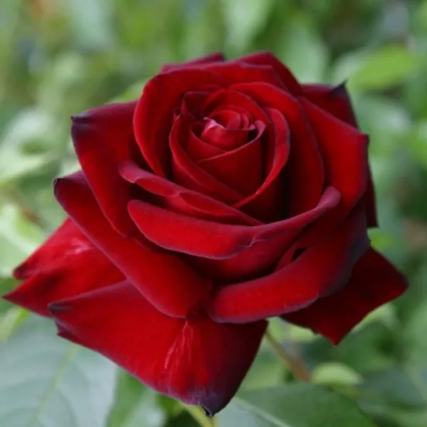 Hybrid_Rose_Plant(Red)_Live_Plant_For_Home_Garden