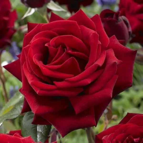 Hybrid_Rose_Plant(Red)_Live_Plant_For_Home_Garden