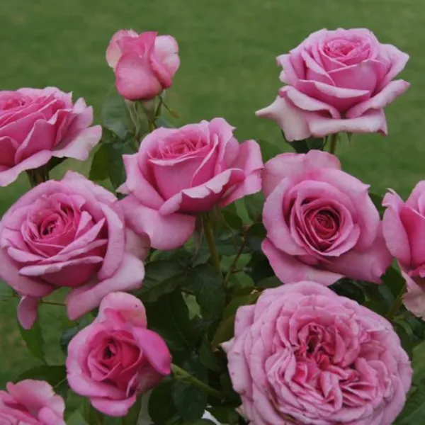 Hybrid_T-Dutch_Rose_Plant(Pink)Plant_For_Home_Garden