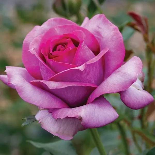 Hybrid_T-Dutch_Rose_Plant(Pink)Plant_For_Home_Garden