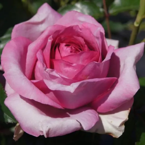 Hybrid_T-Dutch_Rose_Plant(Pink)Plant_For_Home_Garden