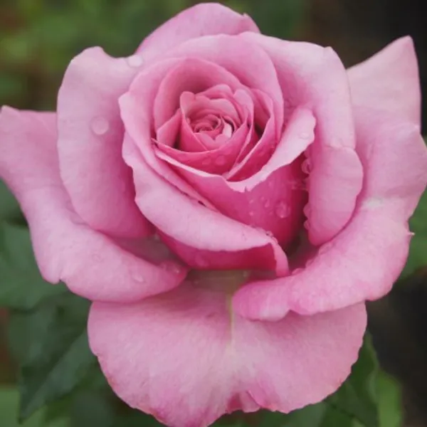 Hybrid_T-Dutch_Rose_Plant(Pink)Plant_For_Home_Garden