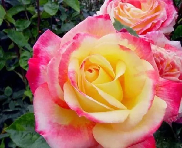 Hybrid_T-Dutch_Rose_Plant(Yellow-Pink)_For_Home_Garden