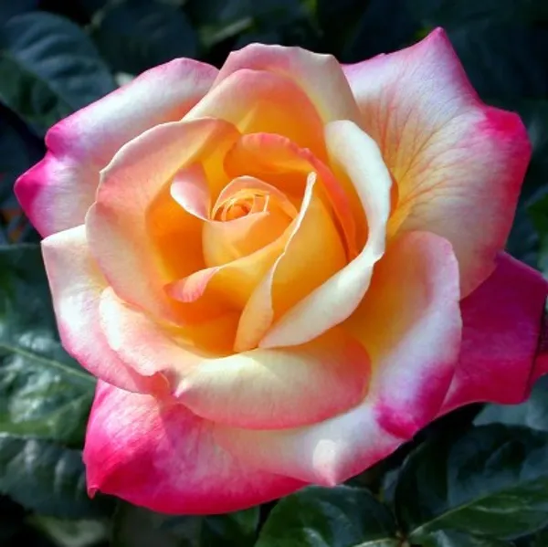 Hybrid_T-Dutch_Rose_Plant(Yellow-Pink)_For_Home_Garden