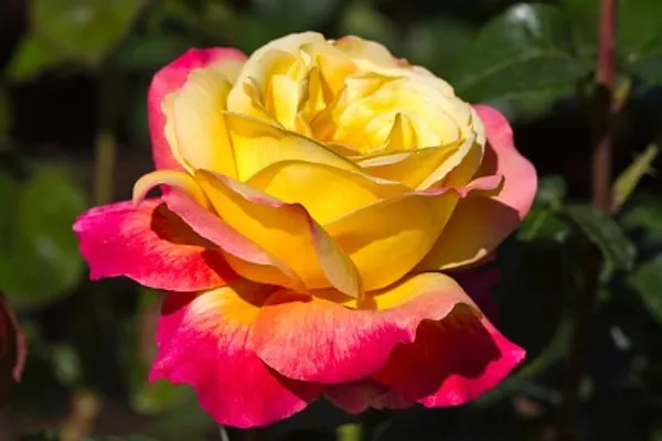 Hybrid_T-Dutch_Rose_Plant(Yellow-Pink)_For_Home_Garden