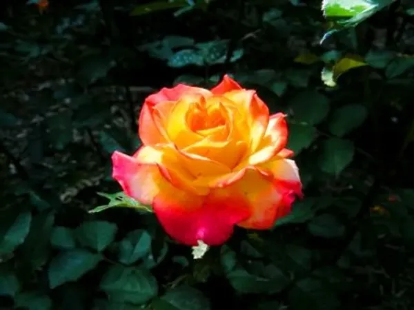 Hybrid_T-Dutch_Rose_Plant(Yellow-Pink)_For_Home_Garden